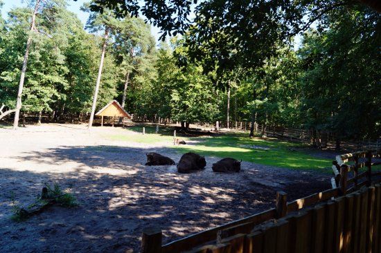 Wisentgehege
