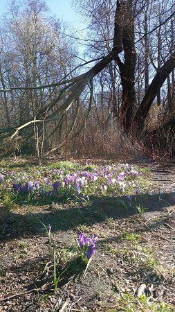 Jungfernheide Park