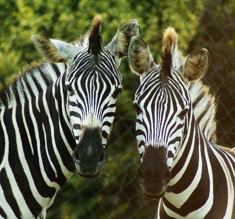 Tier- und Vogelpark Irgenöd