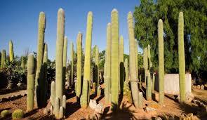 Botanicactus