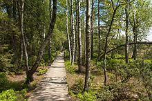 Wildsee