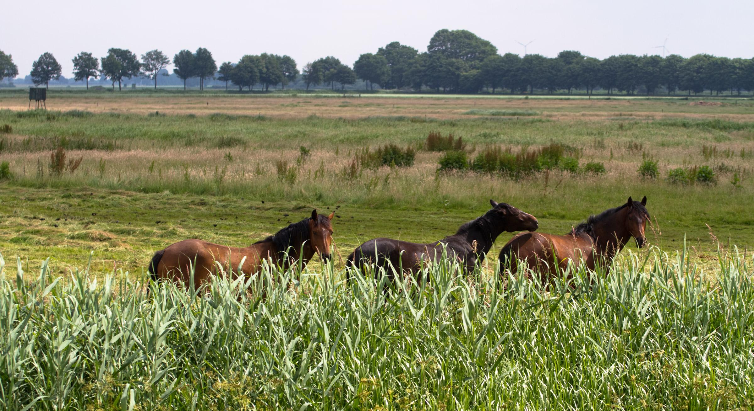 Naturpark Dümmer