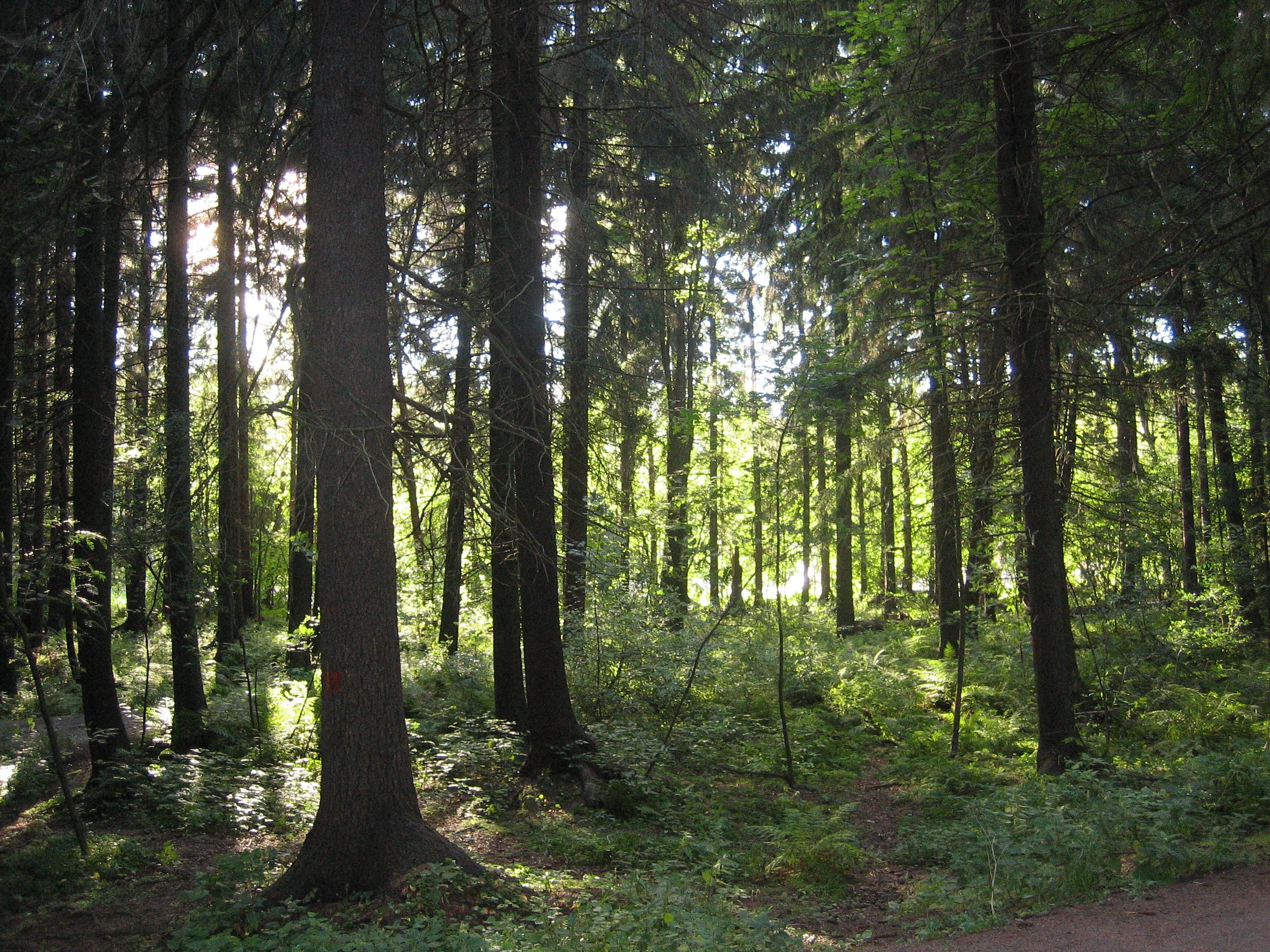 Central Park