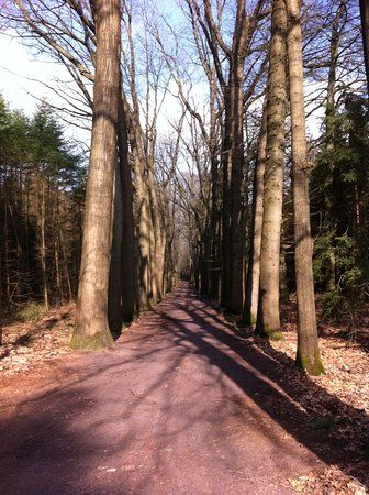 Haagse Bos