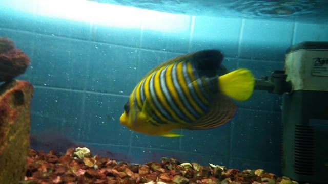 Aquarium