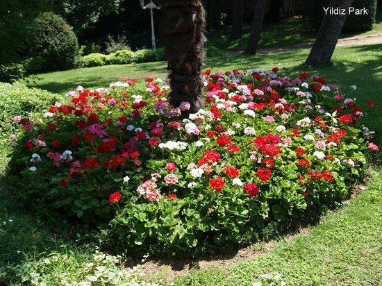 Yıldız-Park