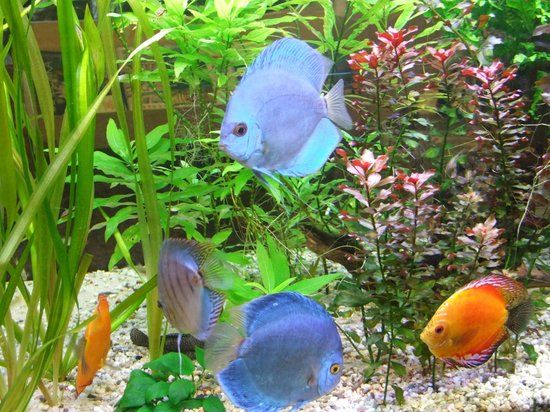 Lütticher Aquarium