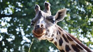 Zoo Saarbrücken