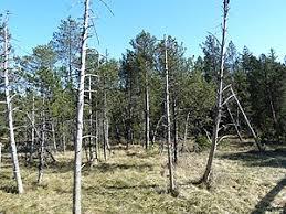 Hinterzartener Moor