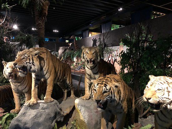 Genfer Museum für Naturgeschichte