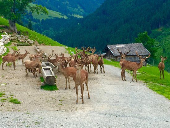 Wildpark Aurach